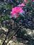 The E. G. Waterhouse National Camellia Gardens High Tea Lunch Image -648cef71dd7ab